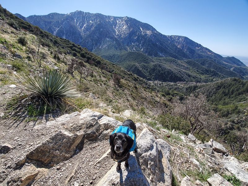 Gets Excited For Hikes