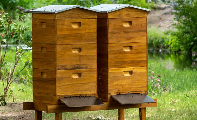 Honeybees: Garden Residents With Benefits