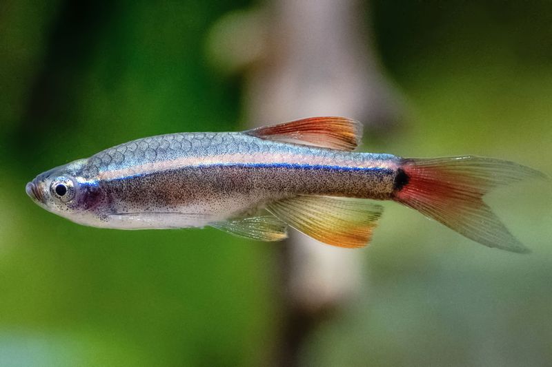 White Cloud Mountain Minnow: Tiny Tanks' Cold-Hardy Heroes