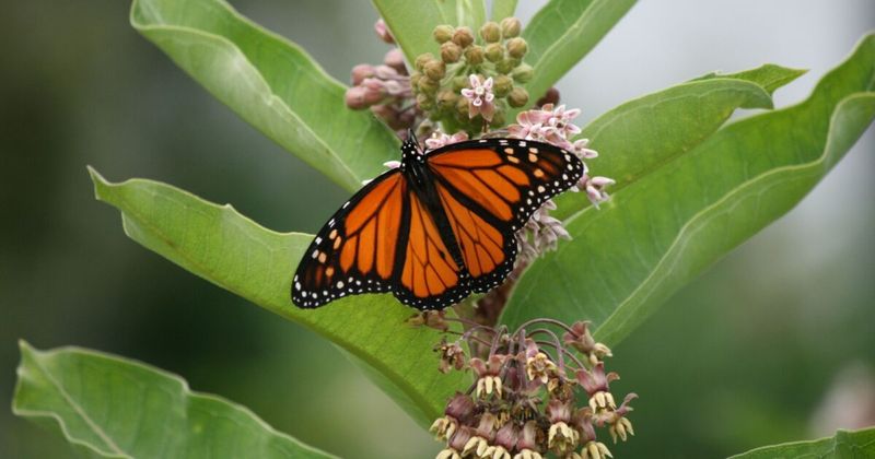 Tallgrass Prairie National Preserve's Milkweed Revolution