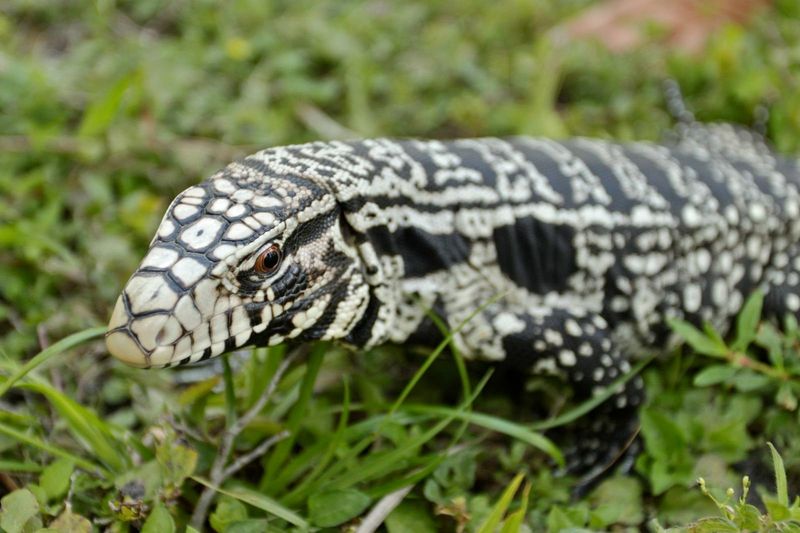 Argentine Black and White Tegu: The Lizard That Loves Eggs