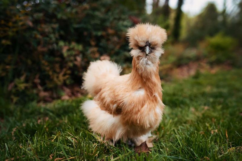 Silkie Chicken: Feathered Fluffballs with Attitude