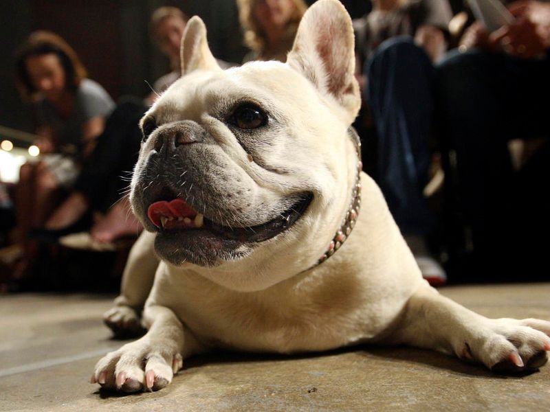 French Bulldog