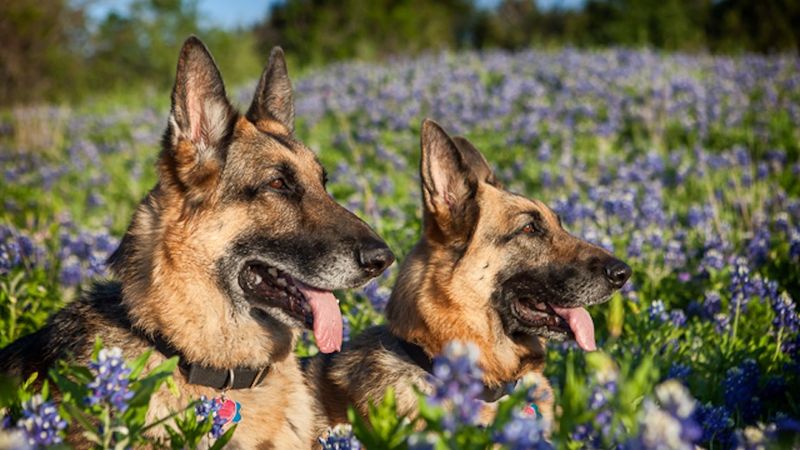 German Shepherd