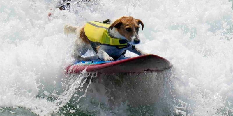 Jack Russell Terrier