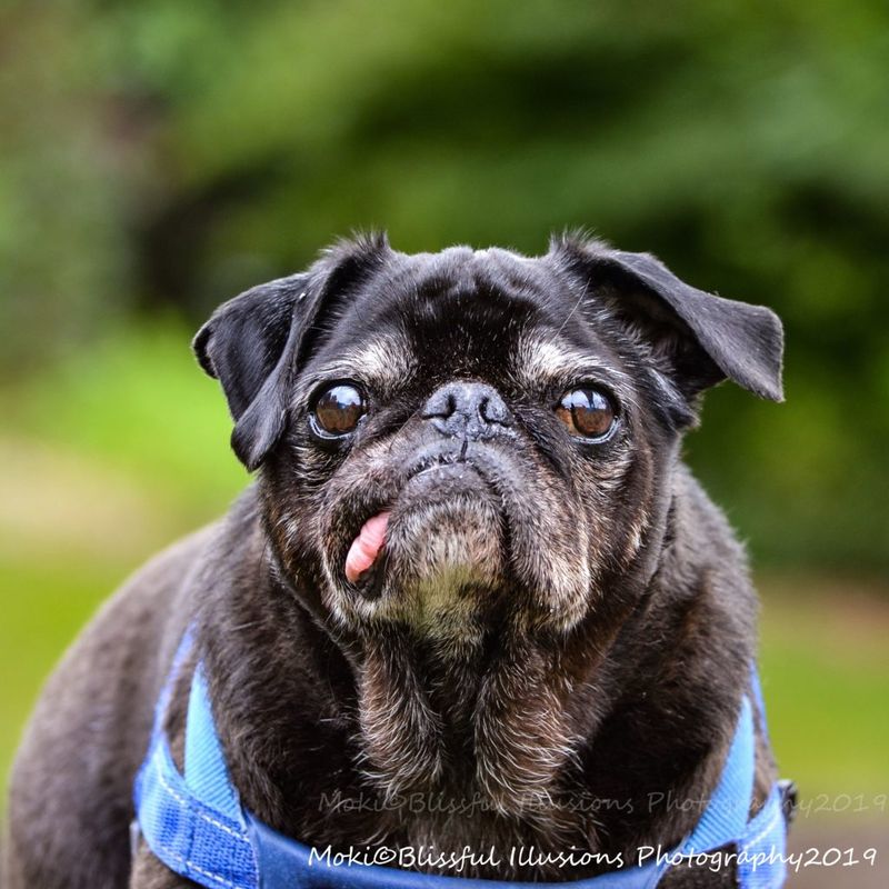 Pug