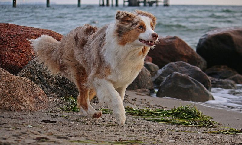 Australian Shepherd: The Fitness Fanatic