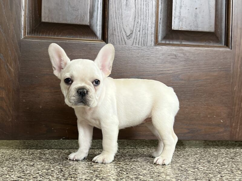 French Bulldog: The Compact Charmer