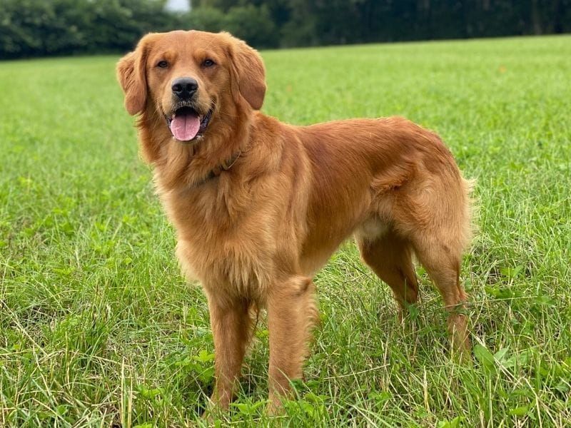 Golden Retriever: The Smiling Student