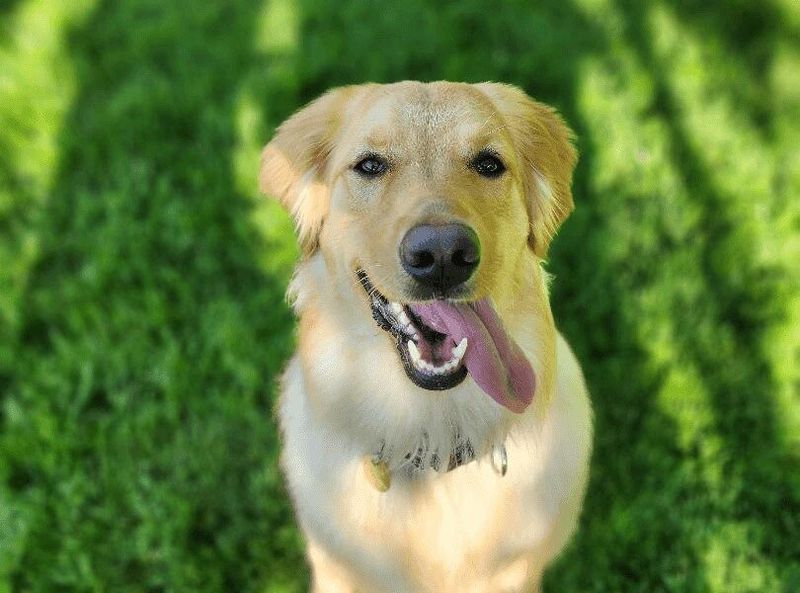 Golden Retriever: Sunshine Personality for Cloudy Ohio Days