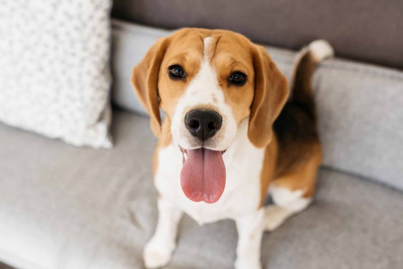 Beagle: The Compact Adventure Seeker