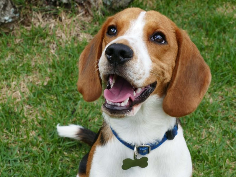 Beagle: Scent Hounds With Surprising Self-Control