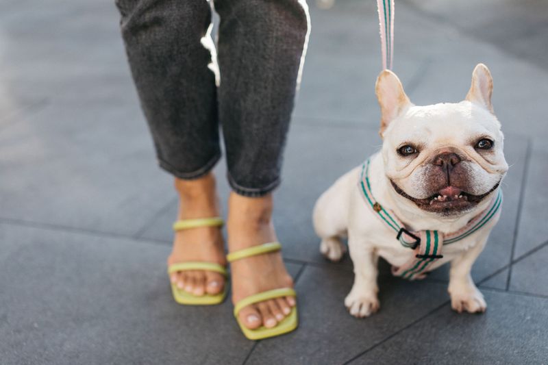French Bulldog: Hollywood's Compact Companion