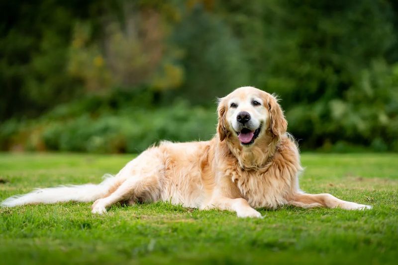 Golden Retriever: Sunshine on Four Paws