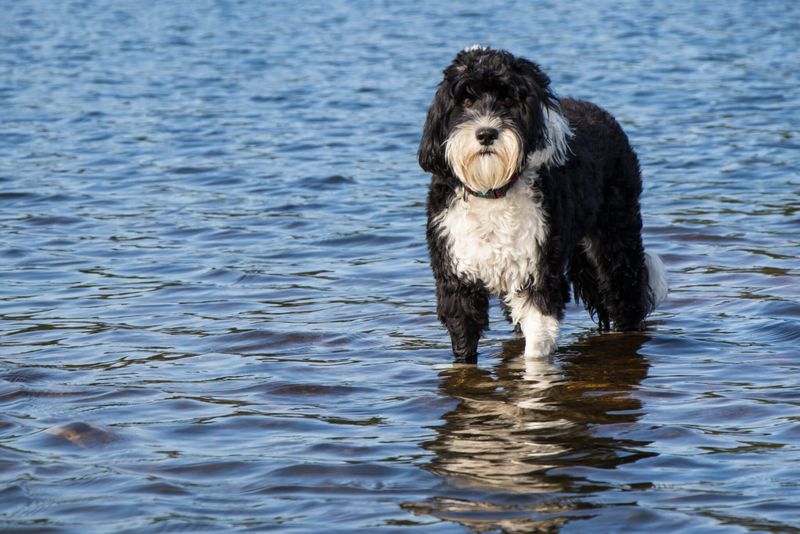Portuguese Water Dog: The Seafaring Specialist