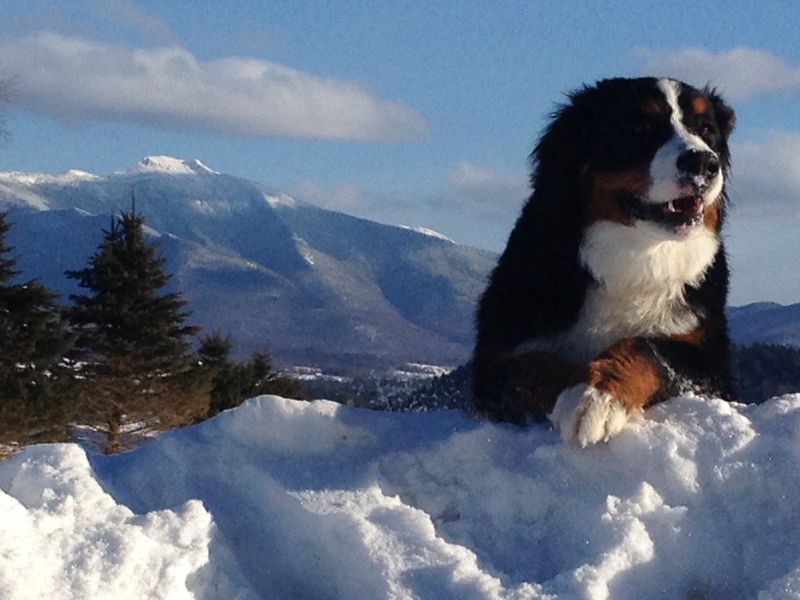 Bernese Mountain Dog: The Gentle Giant For Country Living