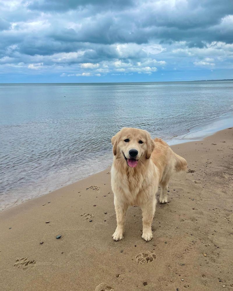 Golden Retriever: Sunshine-Loving Beach Royalty