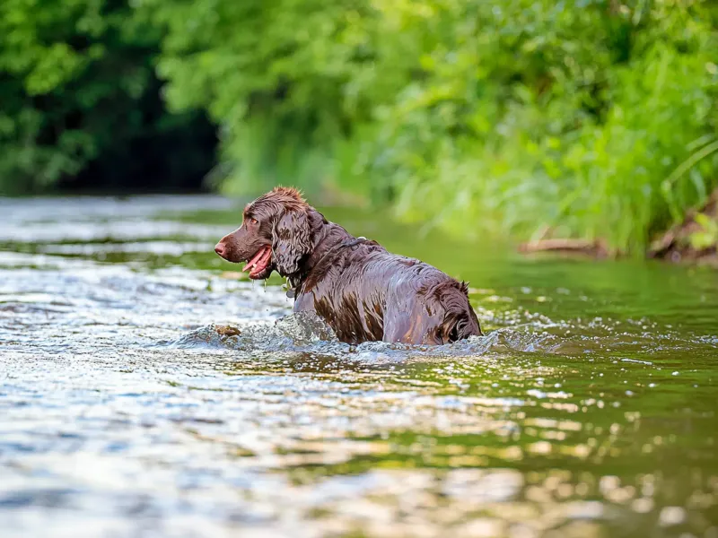 American Water Spaniel