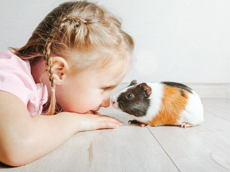 Guinea Pigs: Pocket-Sized Bundles Of Joy