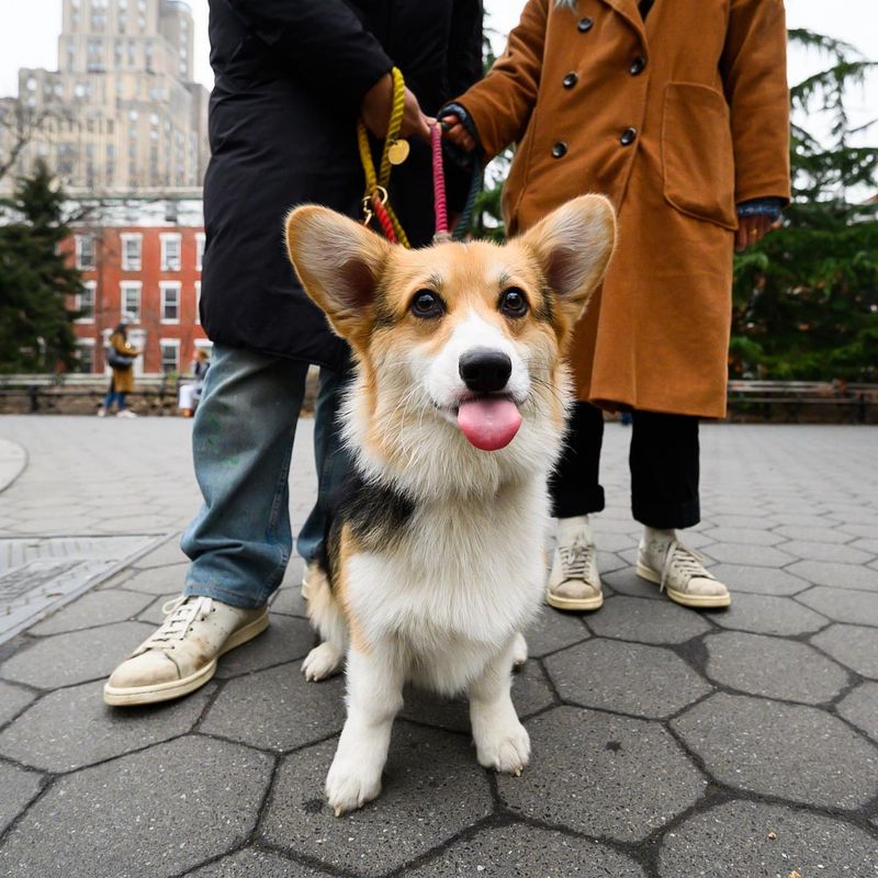 Pembroke Welsh Corgis: The Social Media Sensations