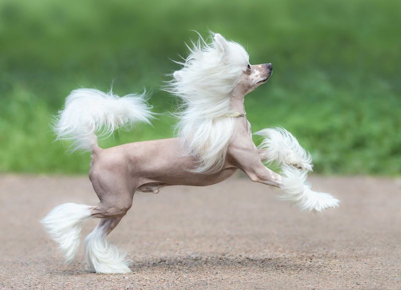 Chinese Crested: Boldly Different