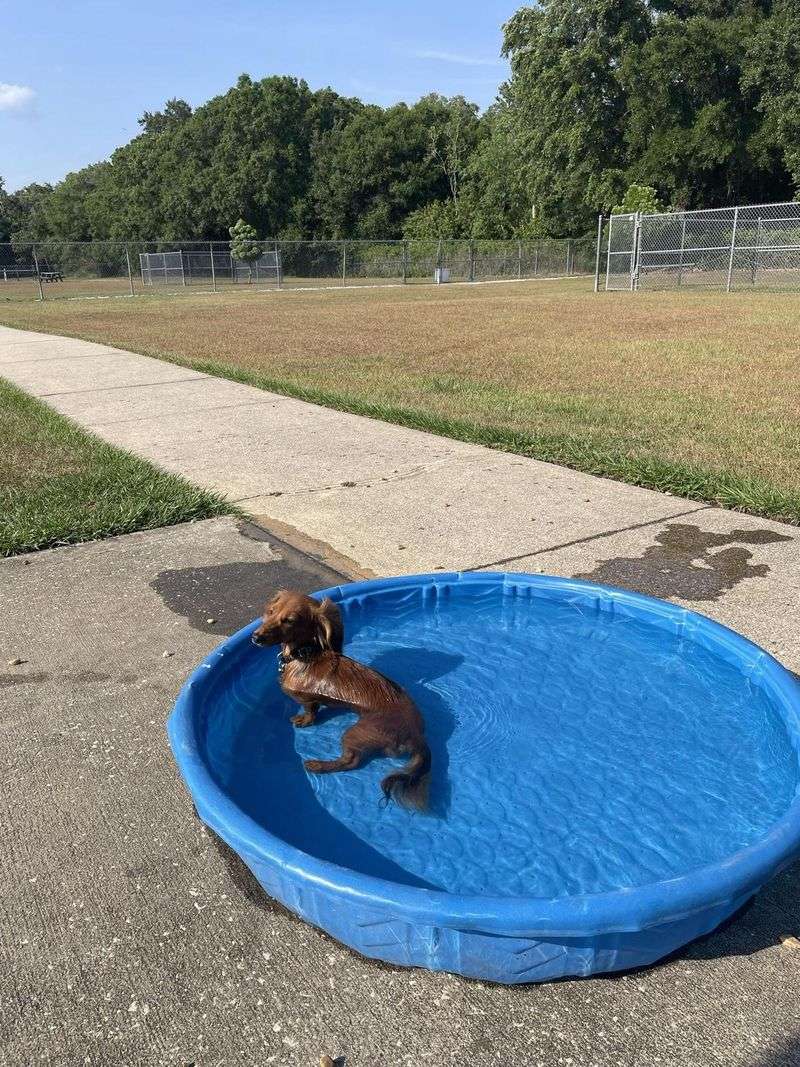Logan Gate Dog Park – Tampa
