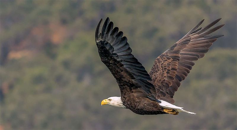Shasta-Trinity National Forest's Eagle Kingdom