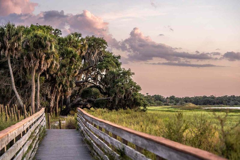 Myakka River: Wild Florida Adventures