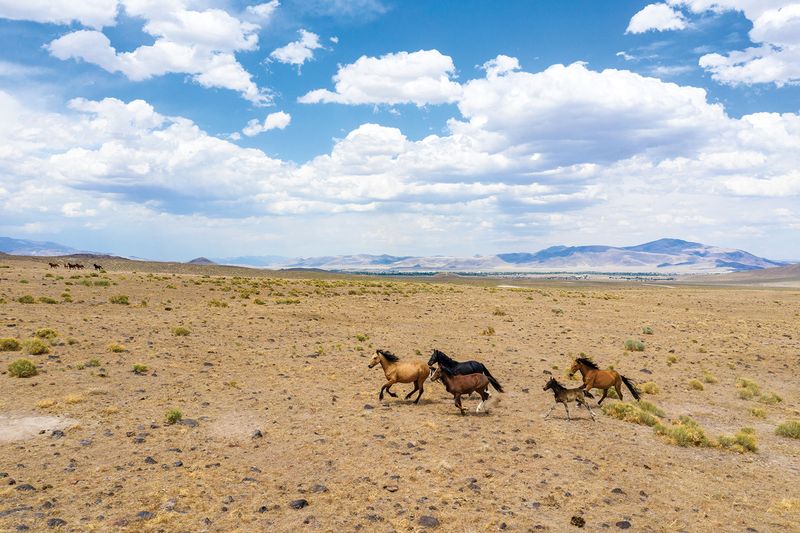Antelope Valley: Northern Nevada's Horse Haven