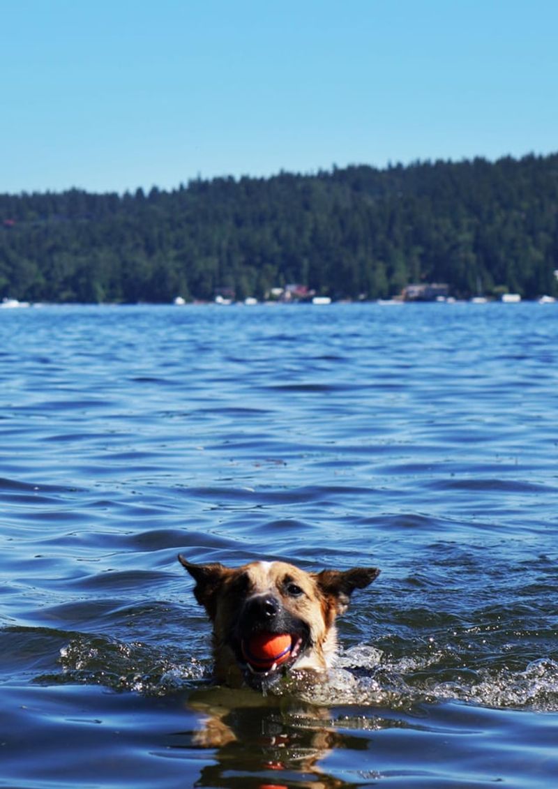 Magnuson Park's Off-Leash Water Wonderland