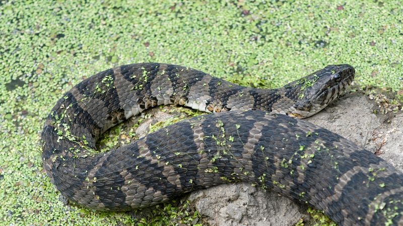 Northern Water Snake: The Non-Venomous Lake Serpent