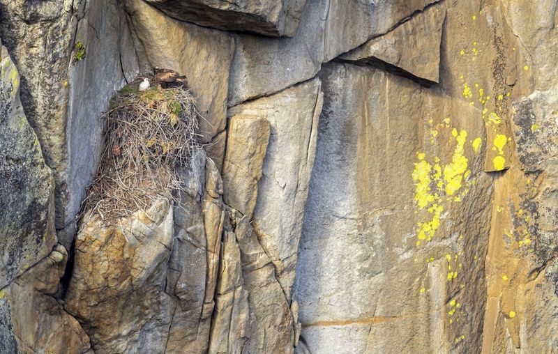 Yosemite National Park's Feathered Giants