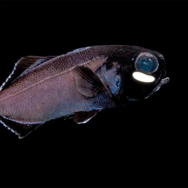 Flashlight Fish: Living Headlamps Of The Reef