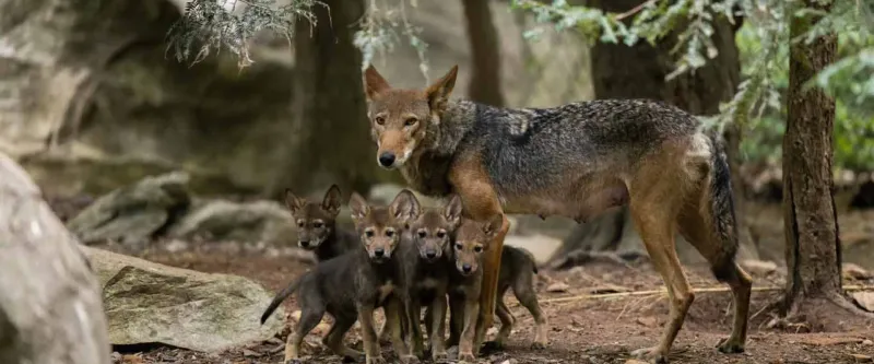 Rescued from Extinction's Edge