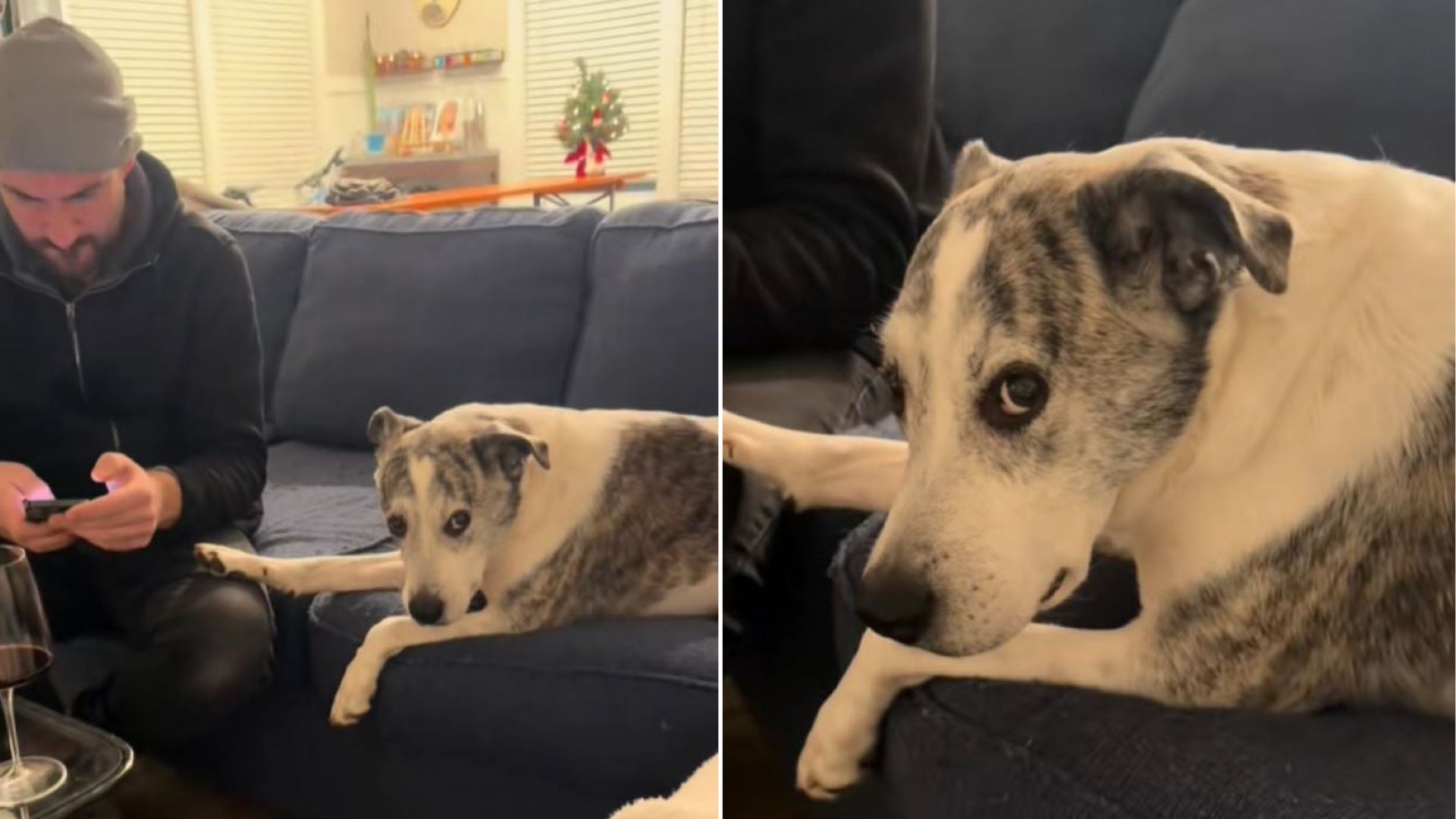 jealous dog