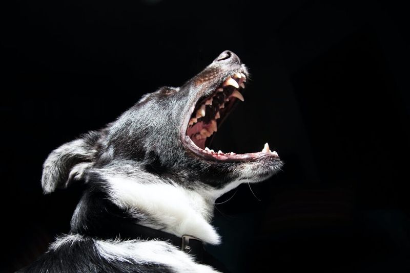 Strict Liability: When Rover Bites