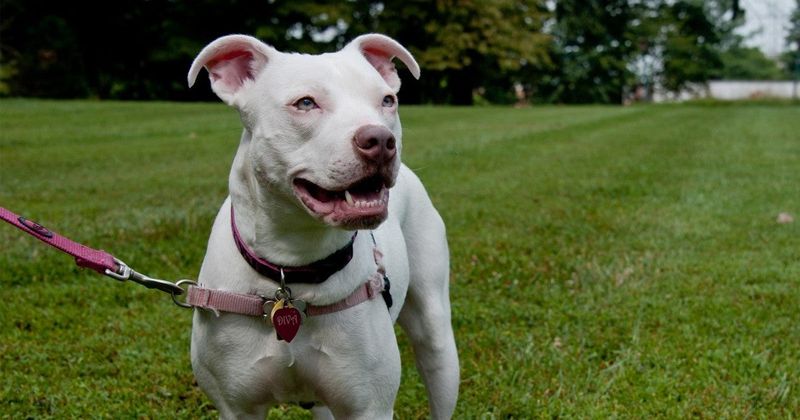 Breed-Specific Legislation: Banned In Some Places