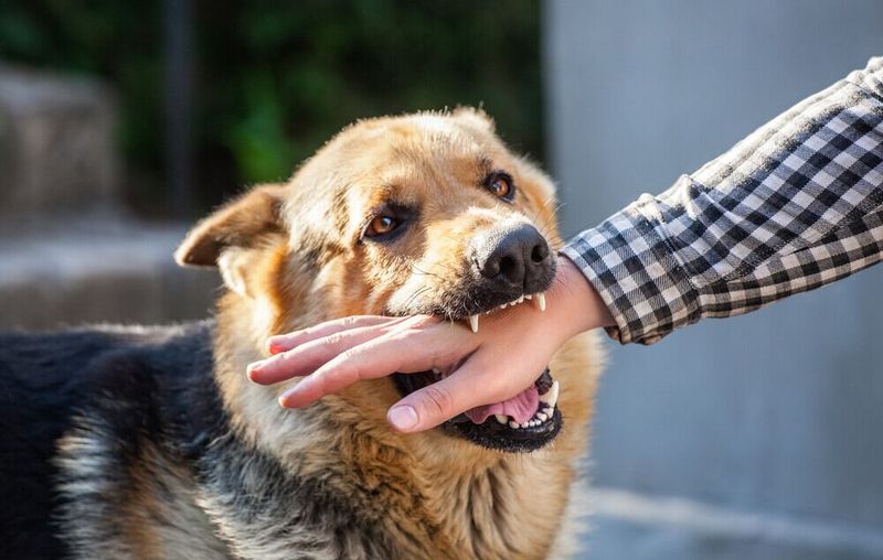 Strict Liability: Your Dog, Your Responsibility