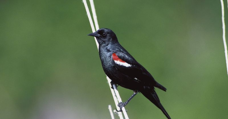 Tricolored Blackbird – Central Valley Wetlands
