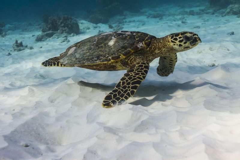 Hawksbill Sea Turtle: The Coral Reef Jewel
