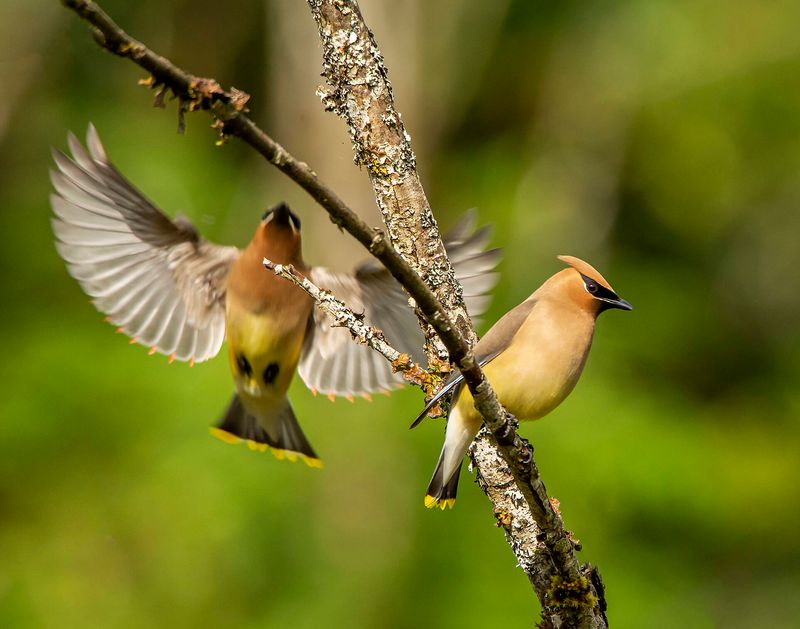 Feathered Festival at Flaming Geyser