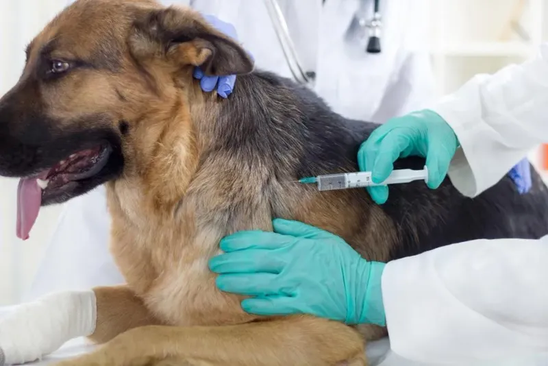 Neglecting Regular Vet Visits