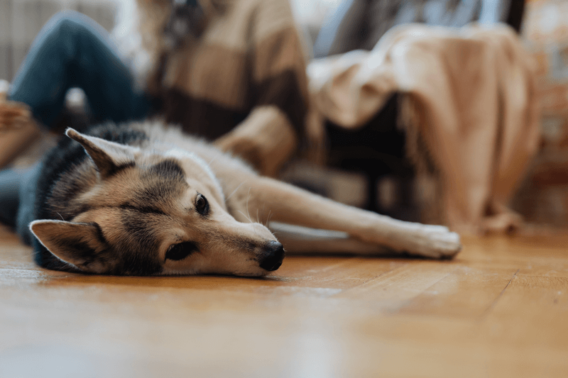 Not Considering Pet-Friendly Housing