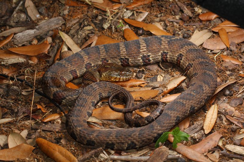 Spotting The Difference: Identifying Water Snakes