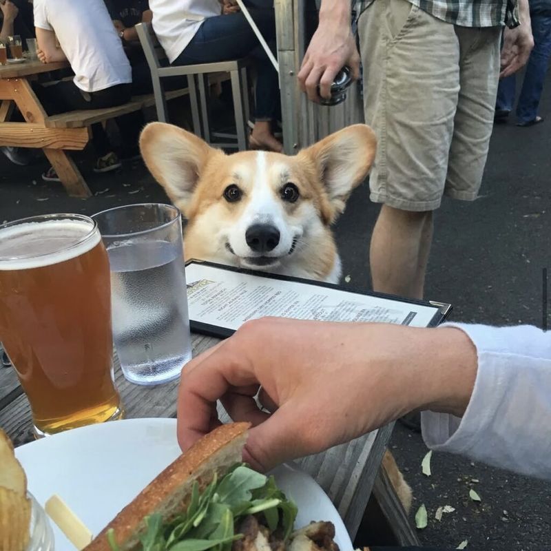Lucky Labrador Beer Hall