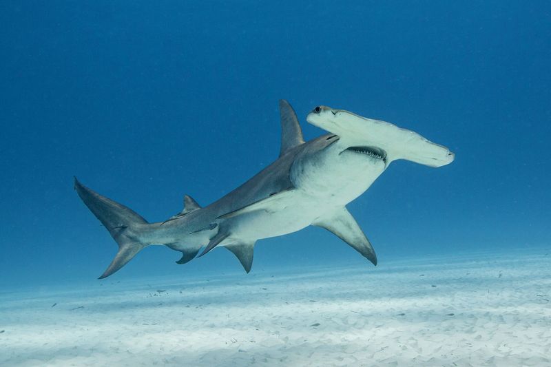 Great Hammerhead Shark: The Ocean's Heavyweight Champion