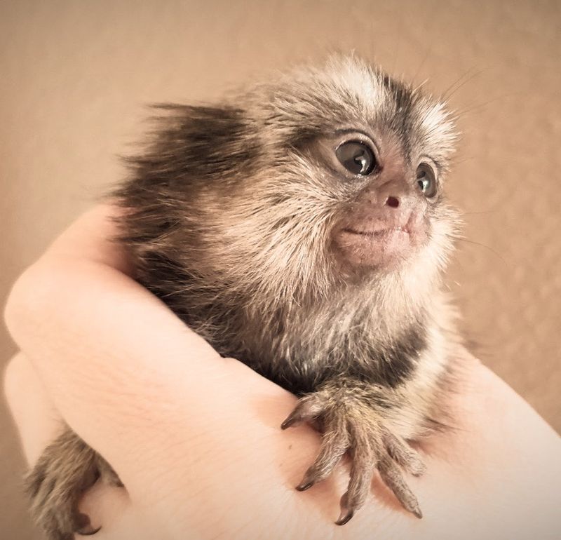 Marmoset