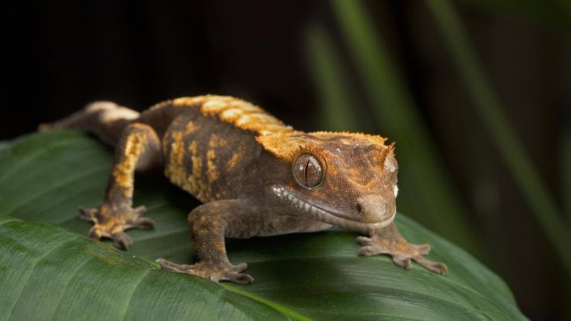 Crested Gecko: The Vertical Virtuoso