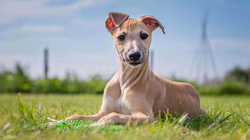 Whippet: The Quiet Athlete