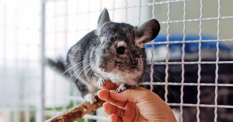 Chinchillas